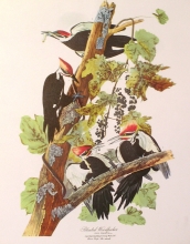 birds 03 - Pileated Woodpecker